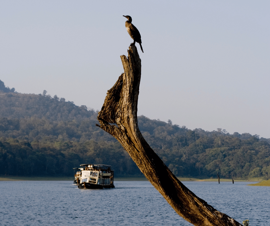 Periyar National Park